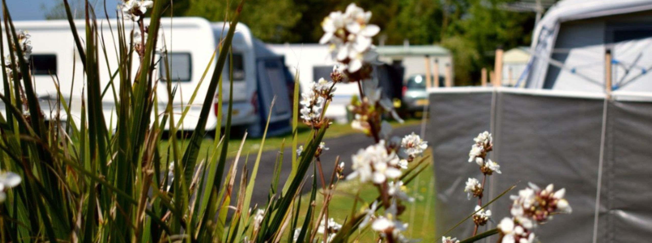 A scenic view of a luxury campsite at Monkey Tree, Cornwall with flowering plants in the foreground and several parked caravans blurred in the background under a clear sky.
