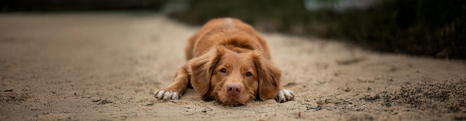 Golden dog lying relaxed on a sandy path, looking towards the camera