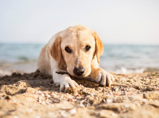 A dog on sand with the sea in the distance
