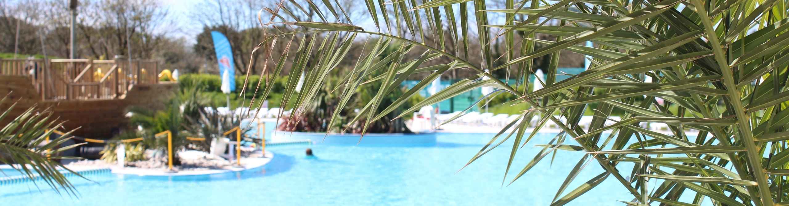 Palm Tree over looking Palm bay swimming pool at Monkey Tree Holiday Park